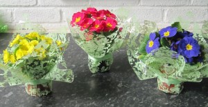 Potted Primroses For Mothering Sunday 01/03/16