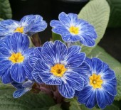 Mothering Sunday