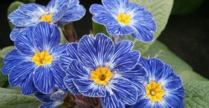 Mothering Sunday