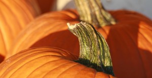Local Pumpkins & Squashes *In stock Now*