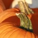 Local Pumpkins & Squashes *In stock Now*