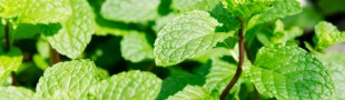   Herbs