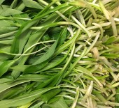 Wild Garlic *Now Available* 19/03/18
