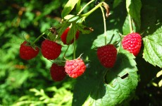 Local Raspberries NOW Available