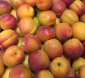 Apricot season has started - 23/05/16