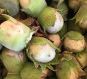 Cobnuts - Now Available 23/08/16