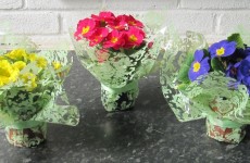 Potted Primroses For Mothering Sunday 01/03/16