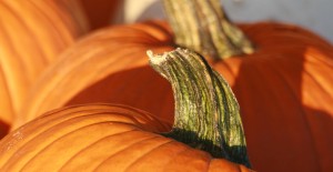 LOCAL Pumpkins - *Now Available* 29/09/22